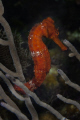   Sea horse Roatan  